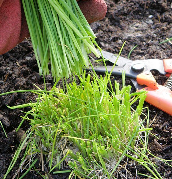 Comment et quand planter des graines de ciboulette sans boulette - Facilité  de plantation et d'entretien - PRÊT A JARDINER