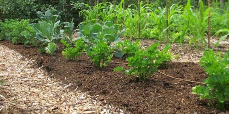 Comment Pailler Votre Potager Types De Paillis Bio