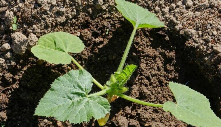 Quand Et Comment Semer Les Graines De Courgettes