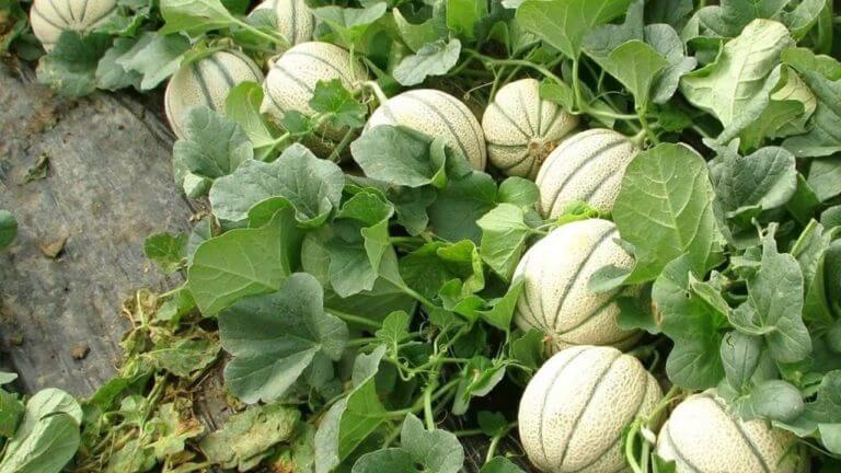 ¿Cómo cultivar melones a partir de una semilla? – ideas paralacasa