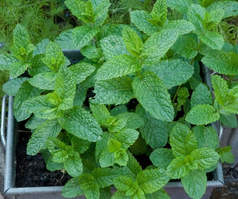 mint garden pot