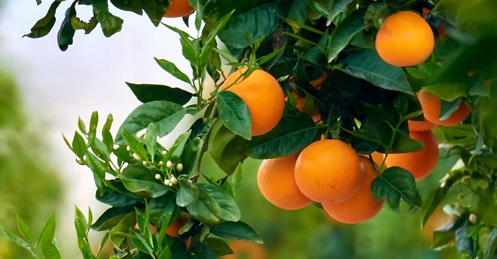 Jardinage urbain de printemps #6 – DIY boite à graines - Clémentine la  Mandarine