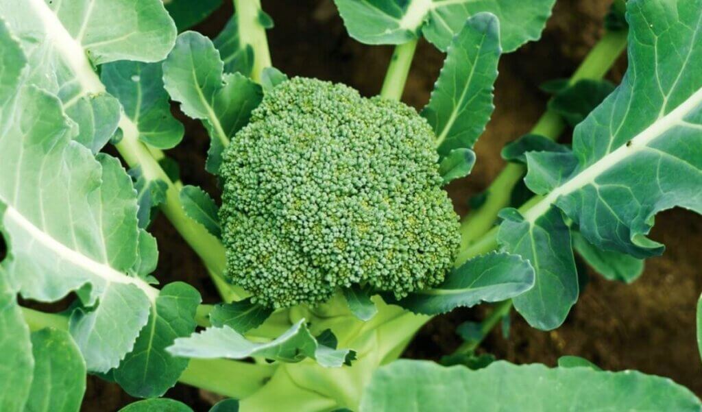 brocoli potager