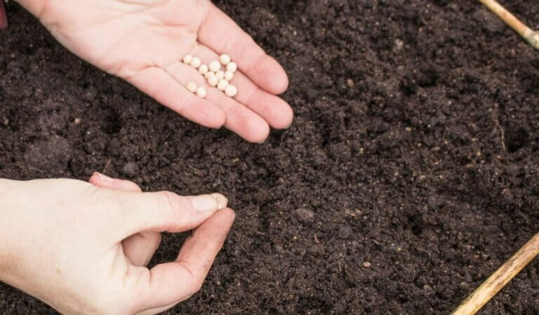 L Gumes Et Herbes Aromatiques Que Vous Pouvez Faire Pousser En D Cembre