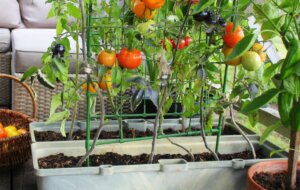 tomates sur une terrasse