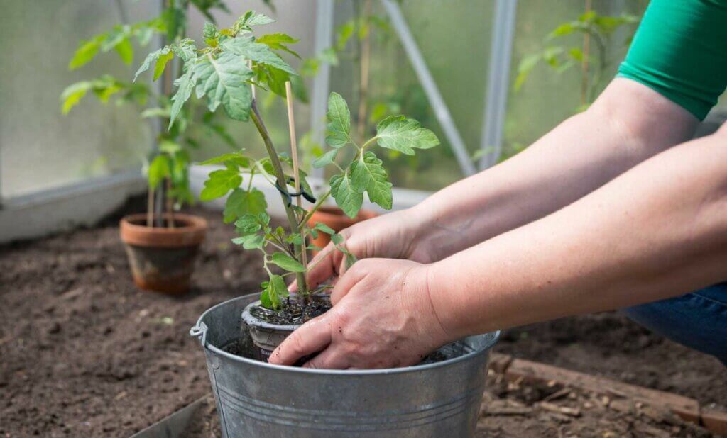 planter des plants de tomates potager