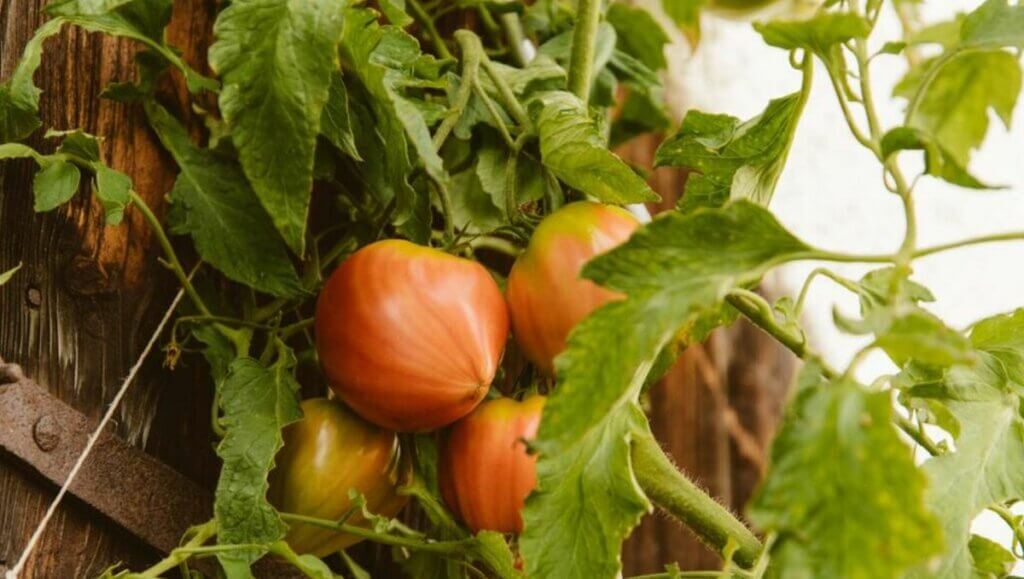 planter tomates coeur de boeuf