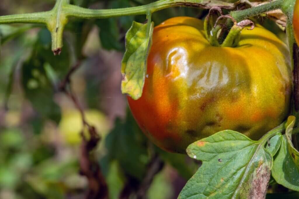 mildiou tomates jardin potager