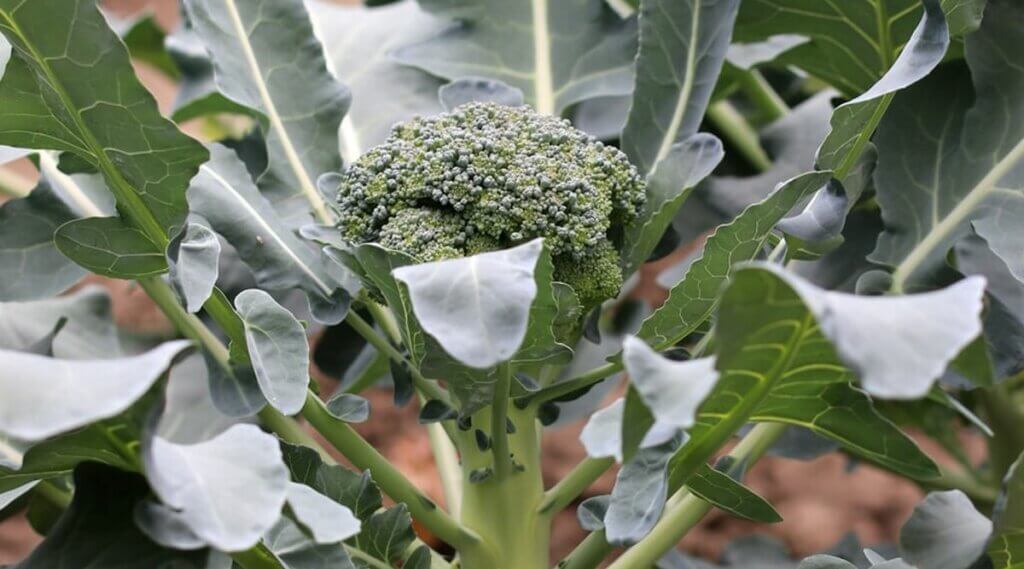 planter les brocolis