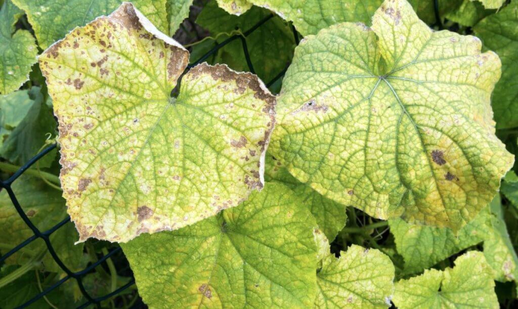 feuilles de concombre jaunissantes