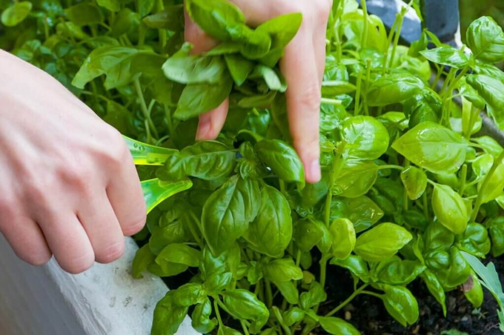 bouturer le basilic potager