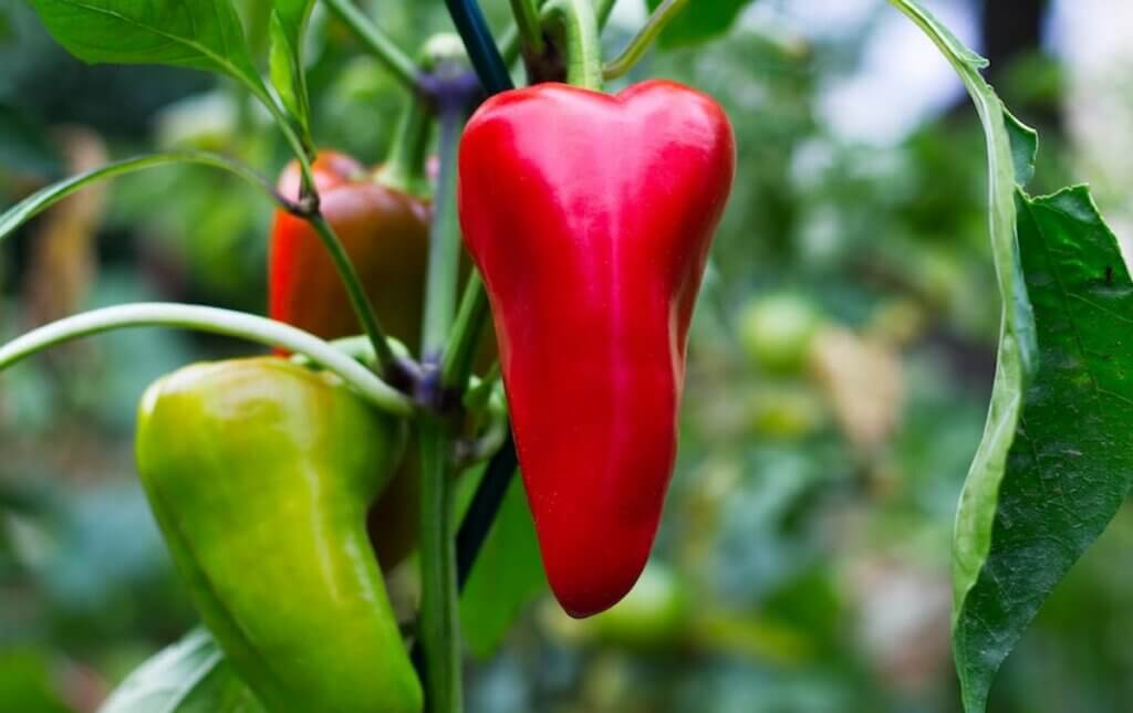 faire murir un poivron potager rouge vert