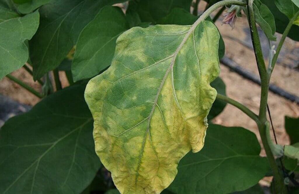 feuilles de mes aubergines jaunissent photo potager