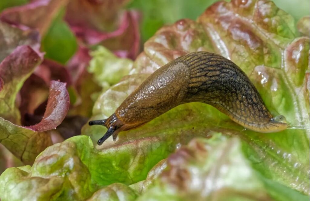 limace salade